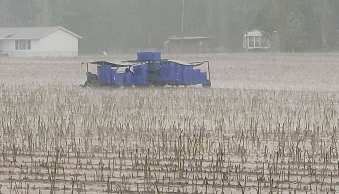 People and bins sit under a canopy in an asparagus field during a rainshower.